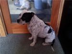 Dogs STAFORDSHIRE(SHORT PIT)
